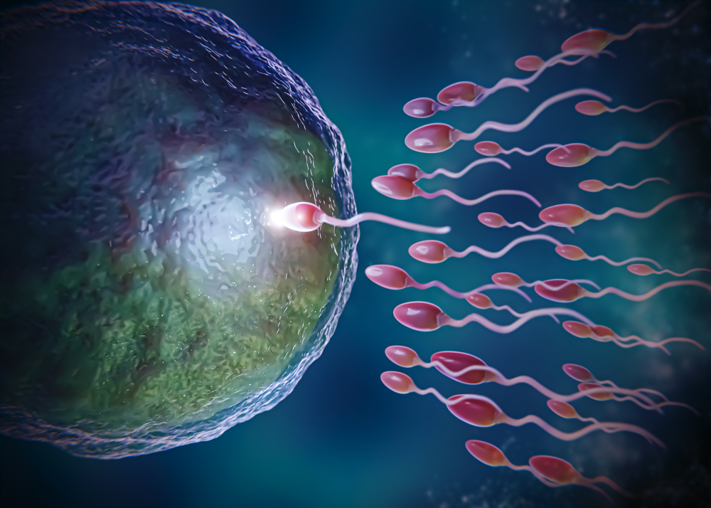فيتامينات لزيادة الحيوانات الذكرية عند الرجل